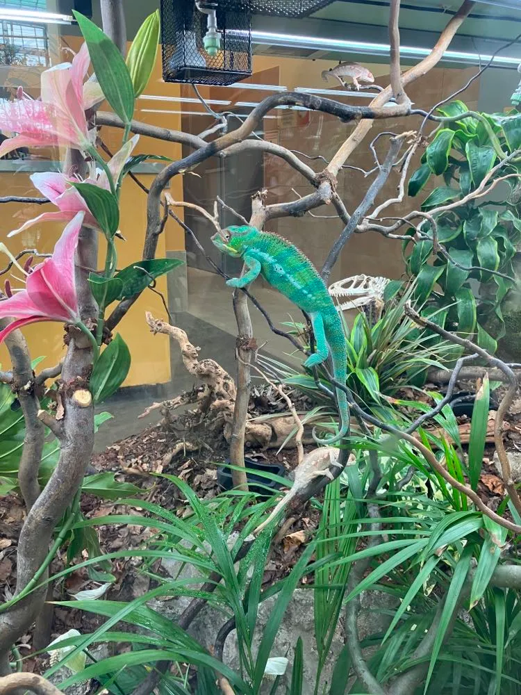 A terrárium növényekkel és ágakkal, középen egy zöld kaméleon.
